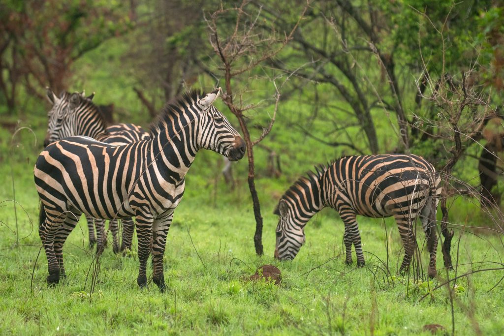 1 Day Akagera National Park