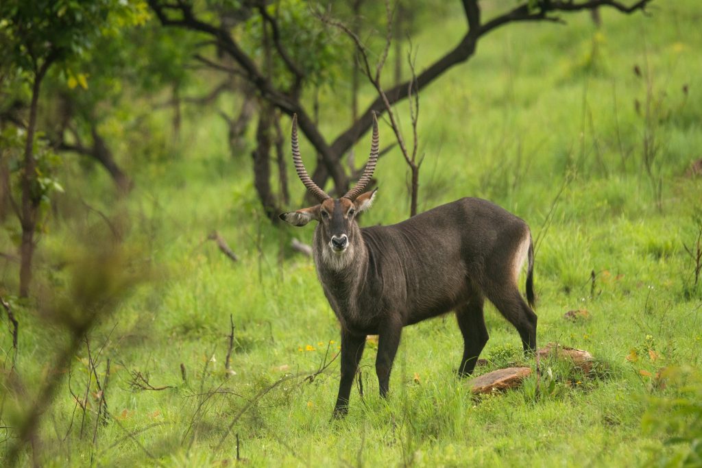 1 Day Akagera National Park