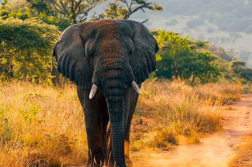 1-day-akagera-national-park
