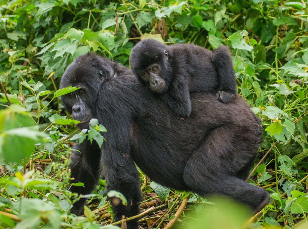 2 Days Bwindi National Park from Kigali