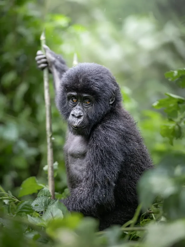 2 Days Bwindi National Park from Kigali