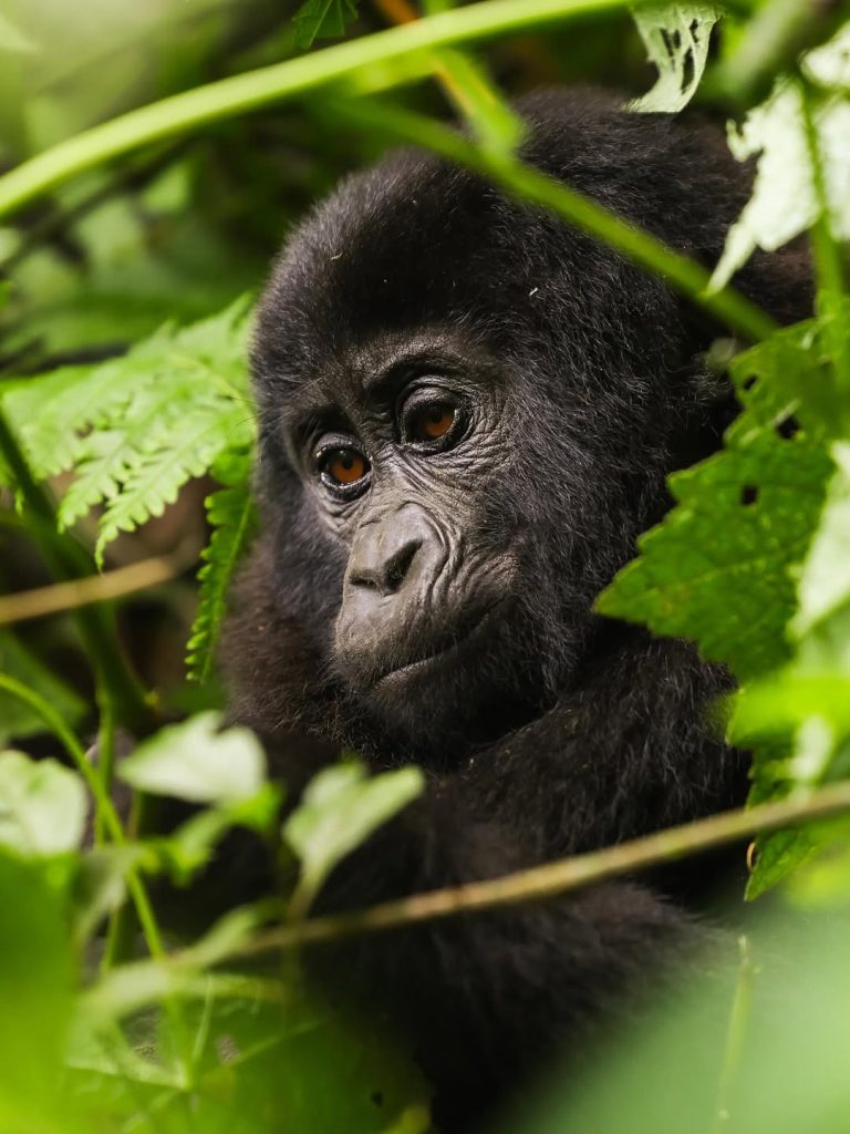 2 Days Kigali City Tour & Gorilla Safari