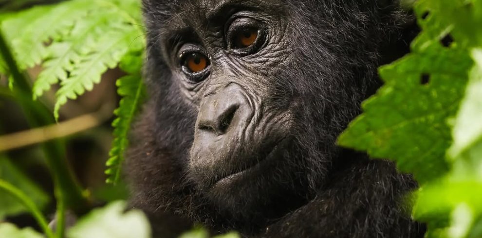 2 Days Kigali City Tour & Gorilla Safari