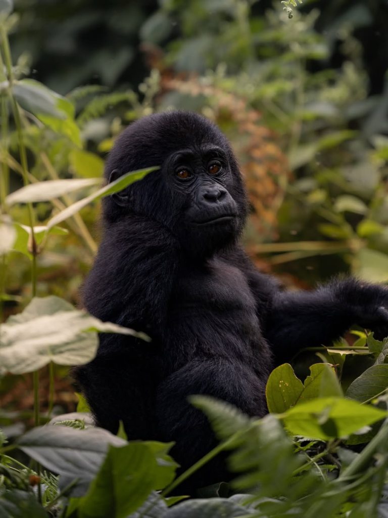 2 Days Kigali City Tour & Gorilla Safari