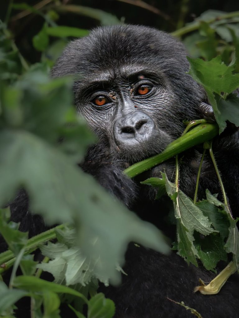 2 Days Rwanda Gorilla Trekking