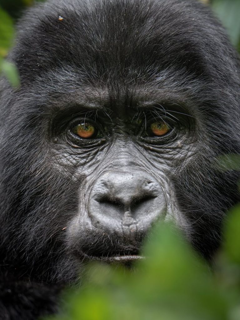 2 Days Rwanda Gorilla Trekking