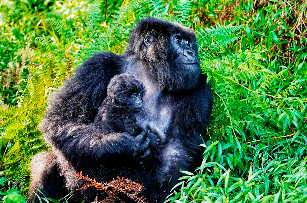 2-days-rwanda-mountain-gorilla-trekking