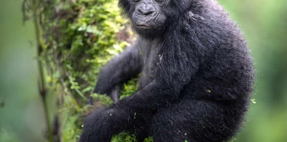 3 Days Gorilla Trekking in Uganda & Rwanda