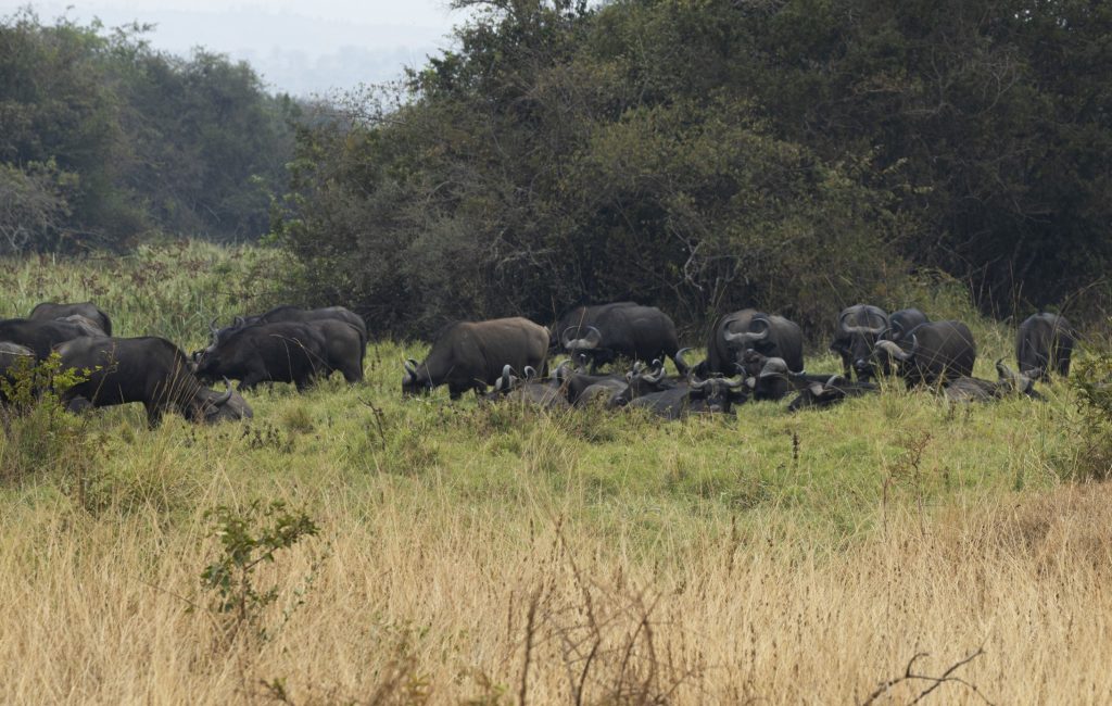 3 Days Kigali City Tour & Akagera National Park