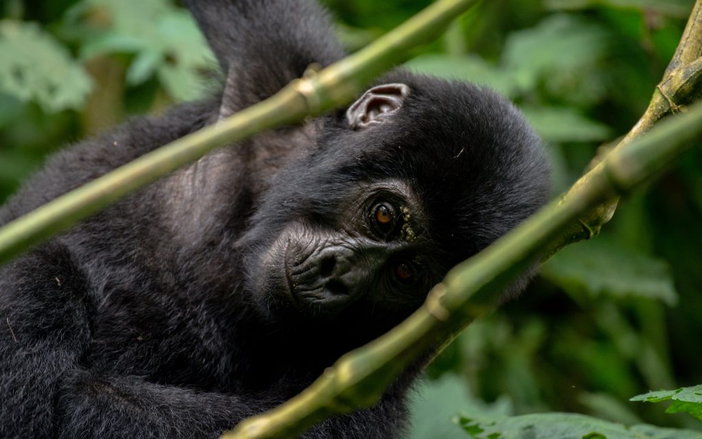 3 Days Uganda Gorilla Trekking Tour