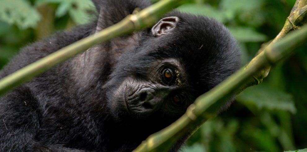 3 Days Uganda Gorilla Trekking Tour
