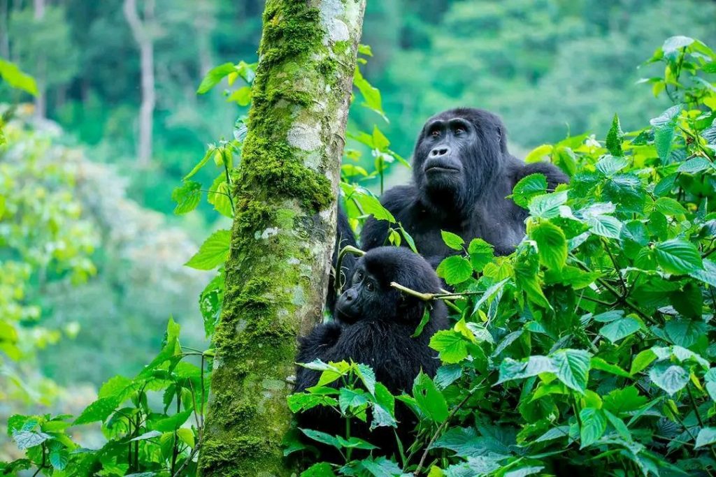 3 Days Uganda Gorilla Trekking