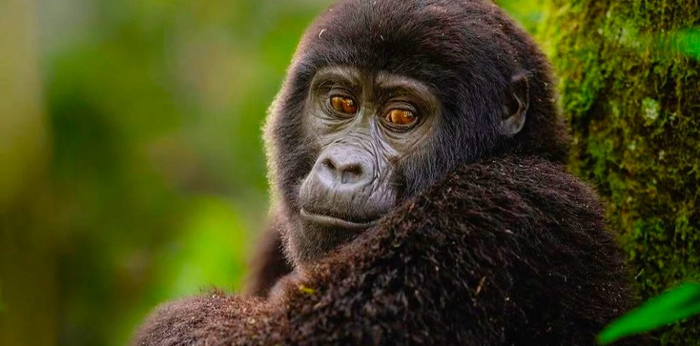 4-days-bwindi-double-gorilla-trekking