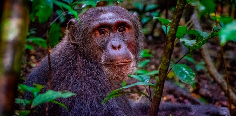 5-days-gorilla-and-chimpanzee-trekking-safari