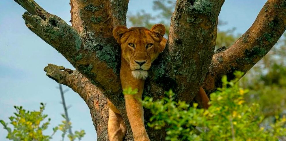 6-days-uganda-primates-and-wildlife