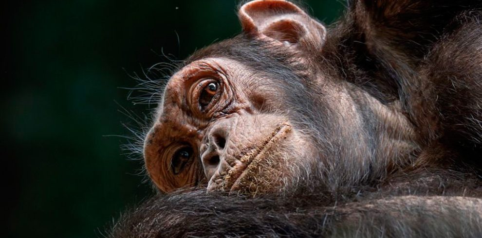 9-days-uganda-wildlife-safari