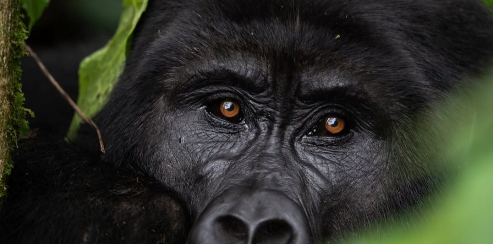 3 days budget gorilla trekking