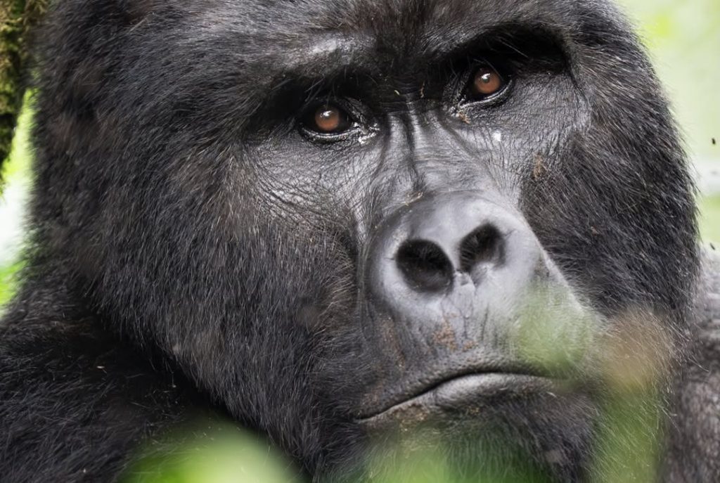 4. 4 Days Gorilla & Golden Monkey Trekking