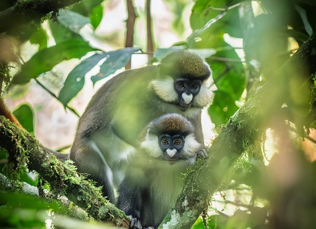 Bwindi Impenetrable National Park