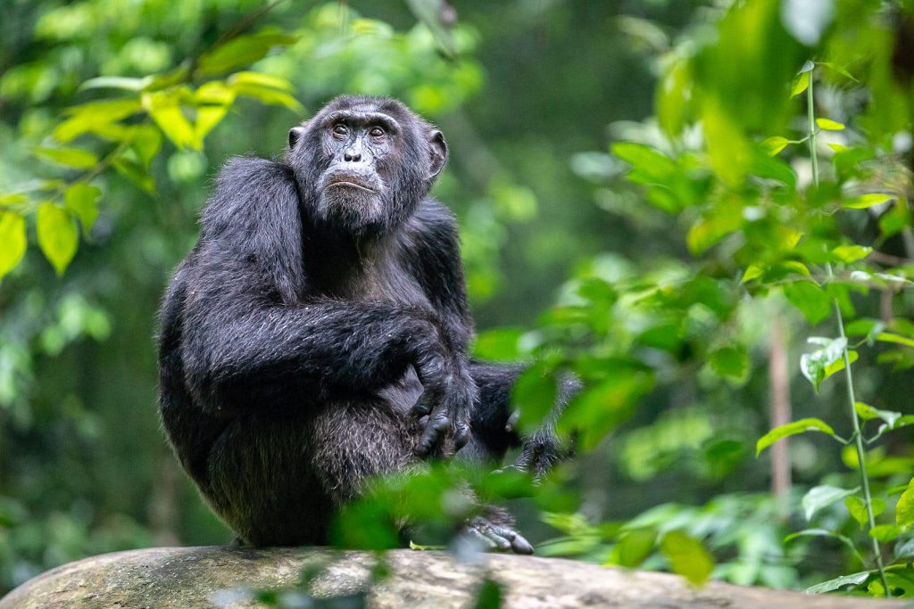 10 Days Uganda & Rwanda Safari