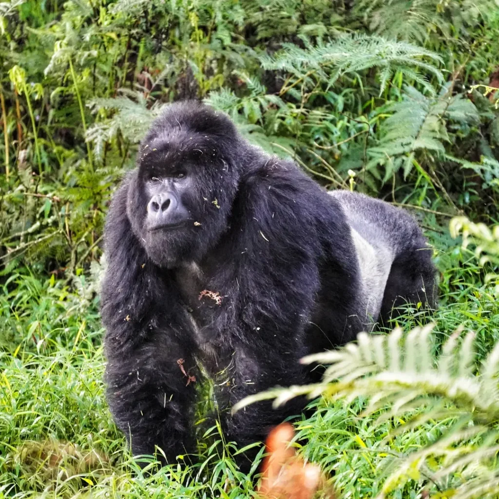 Gorilla Trekking and wildebeest migration