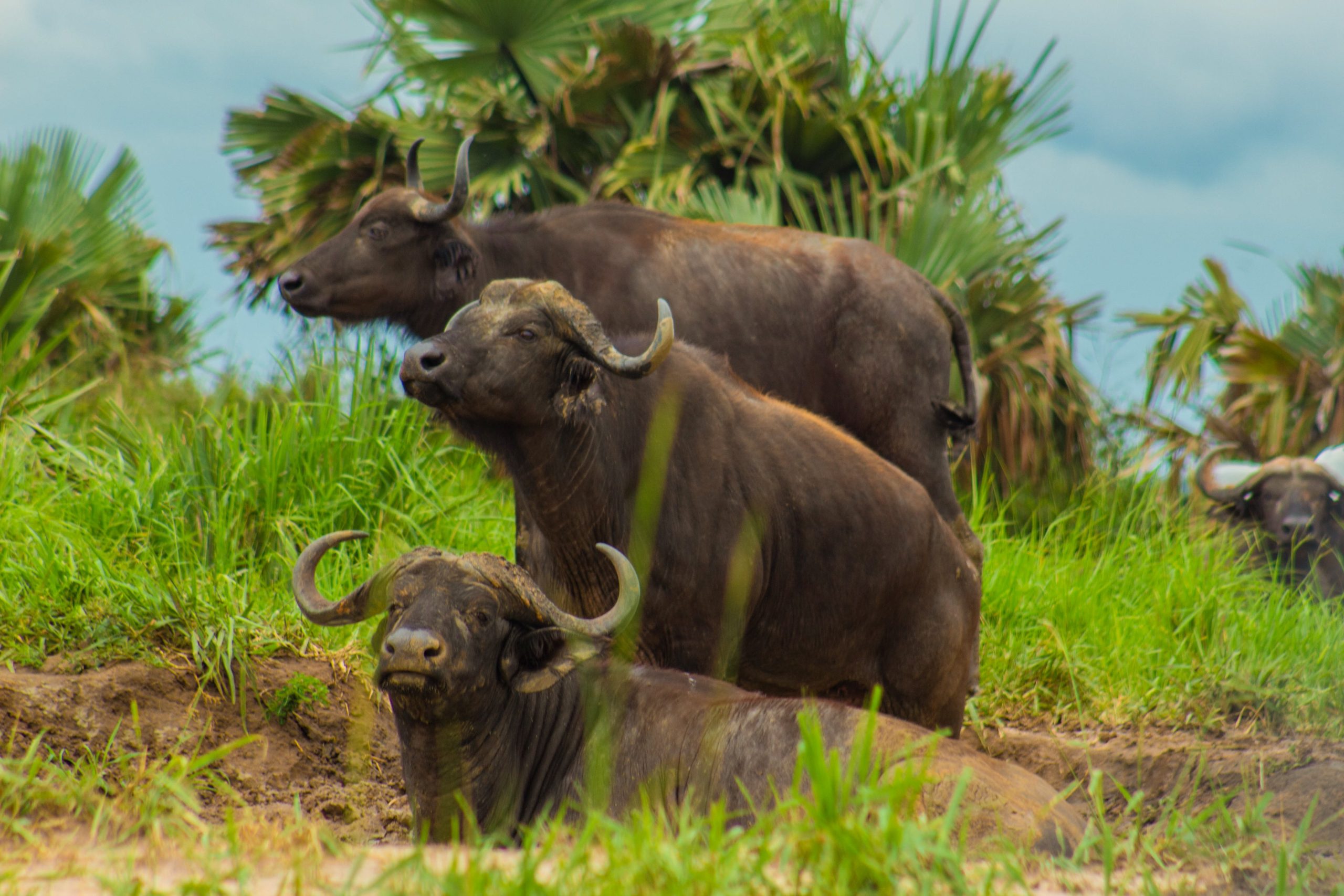 Kidepo Valley National Park