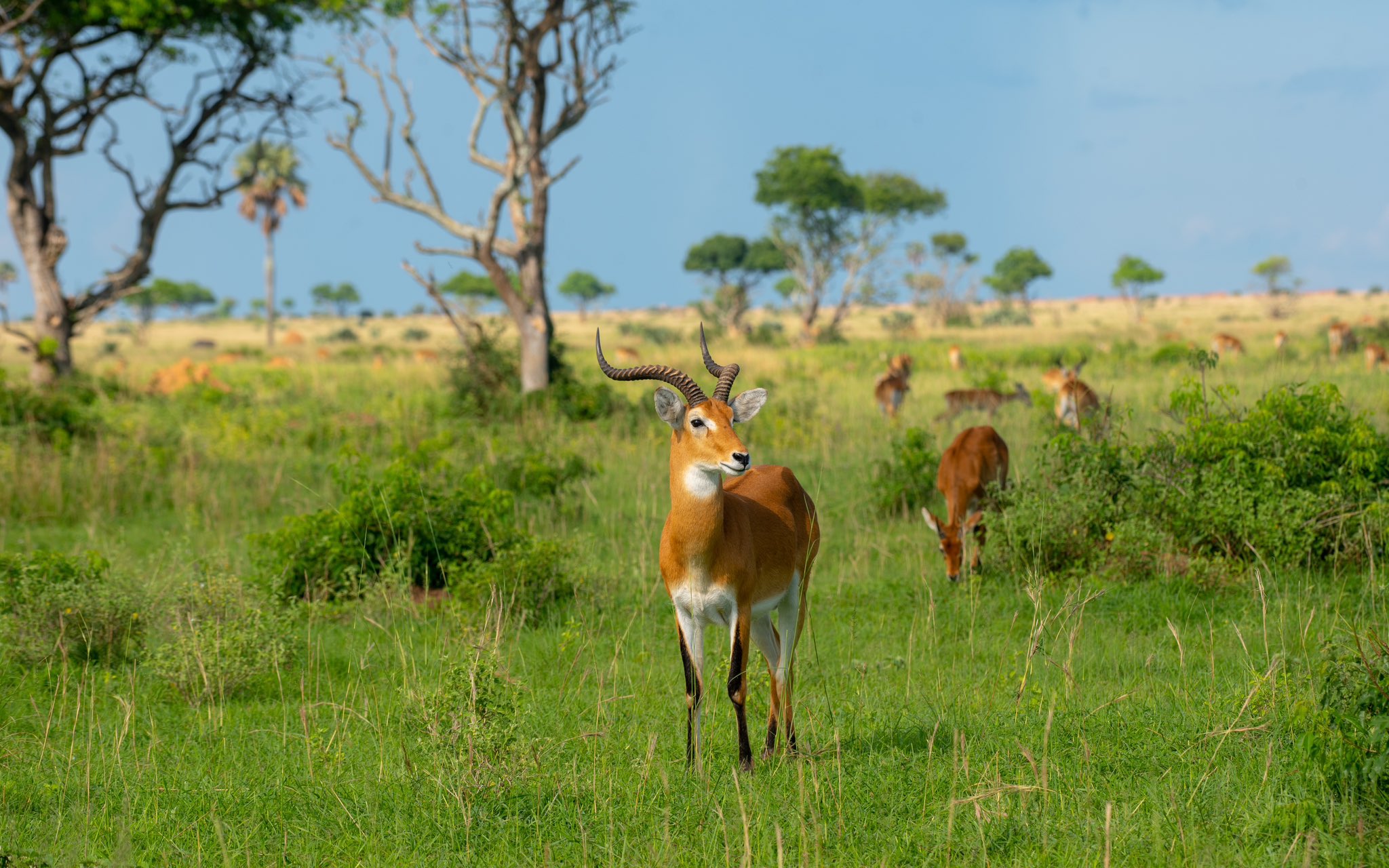 Murchison Falls National Park 