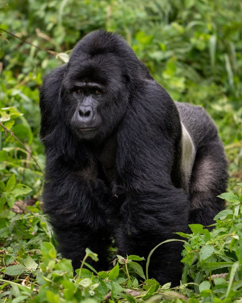 10 Days Uganda & Rwanda Safari