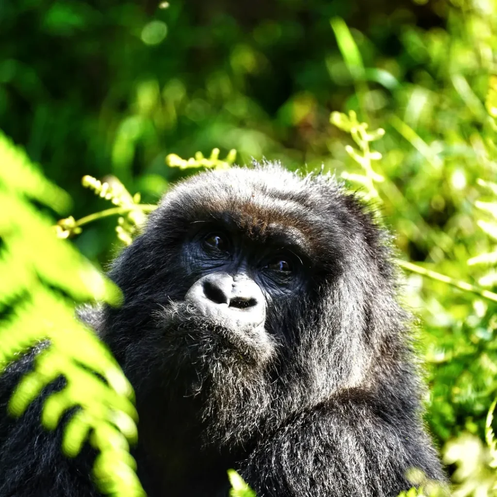 Uganda Gorilla Habituation Experience in Bwindi