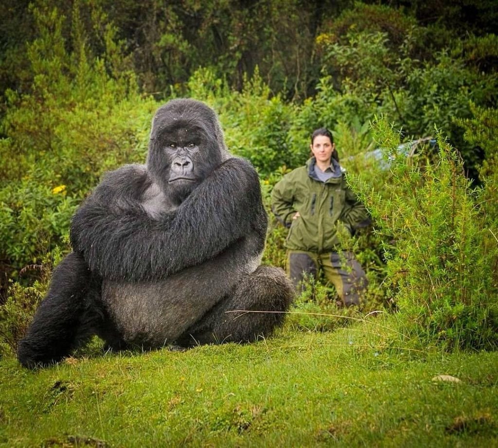Uganda Gorilla Habituation Experience in Bwindi – 4 Days