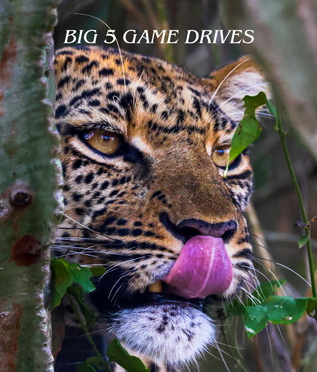 Gorilla Trekking and Safaris