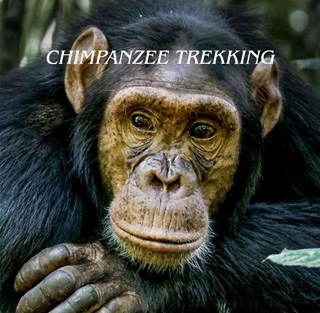 Gorilla Trekking and Safaris