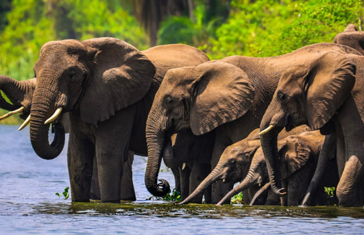 Gorilla Trekking and Safaris