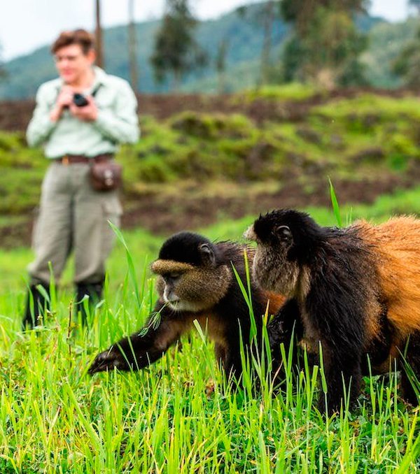 golden-monkey-tracking-in-rwanda