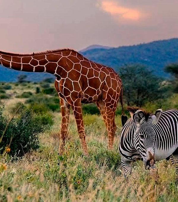 wildlife-safaris-in-kenya