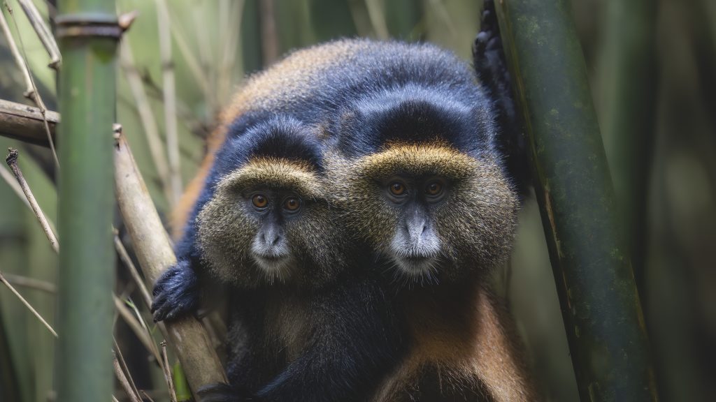 10 Days Uganda & Rwanda Safari