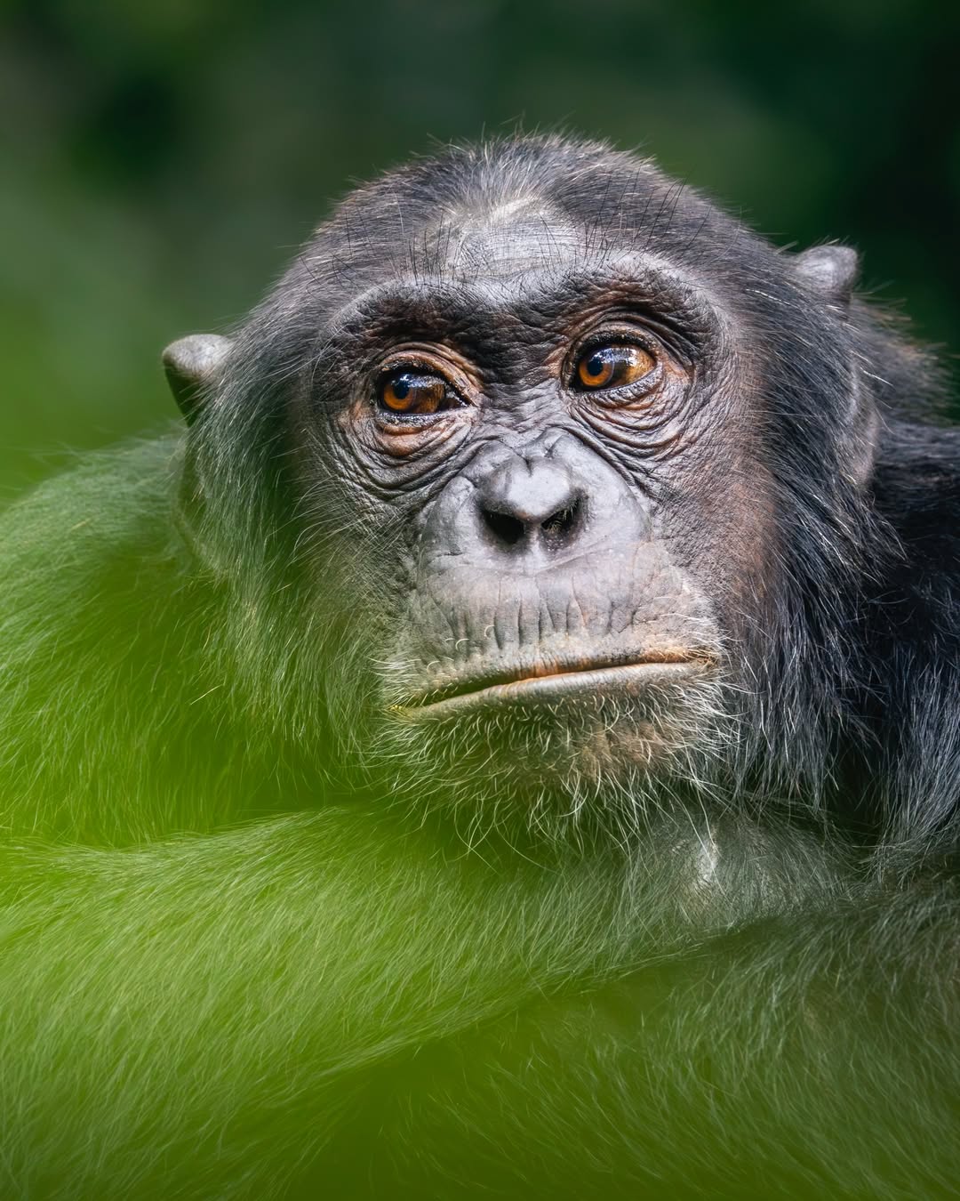 10-Day Uganda and Rwanda Safari 