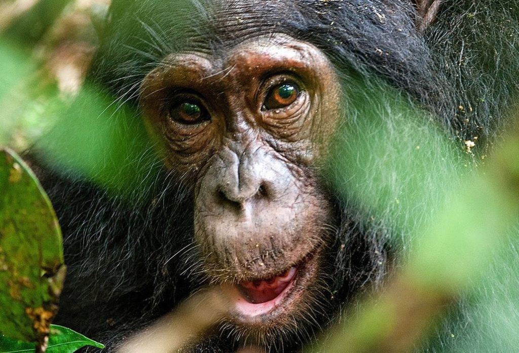 10 Days Gorillas and Coast Beach