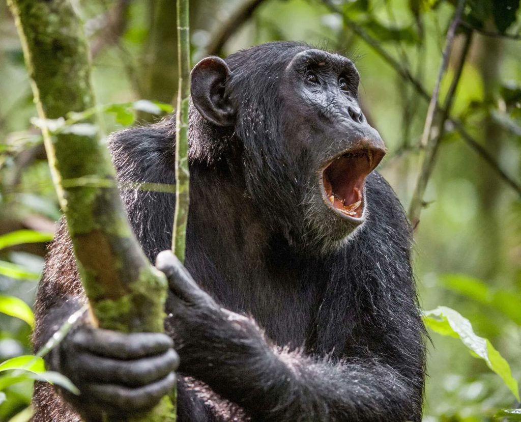 12 Days Uganda Primates Trekking and Kenya Beach Holiday