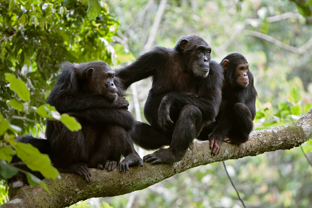 14 Days Uganda Primates Safari and Kenya Beach Vacation