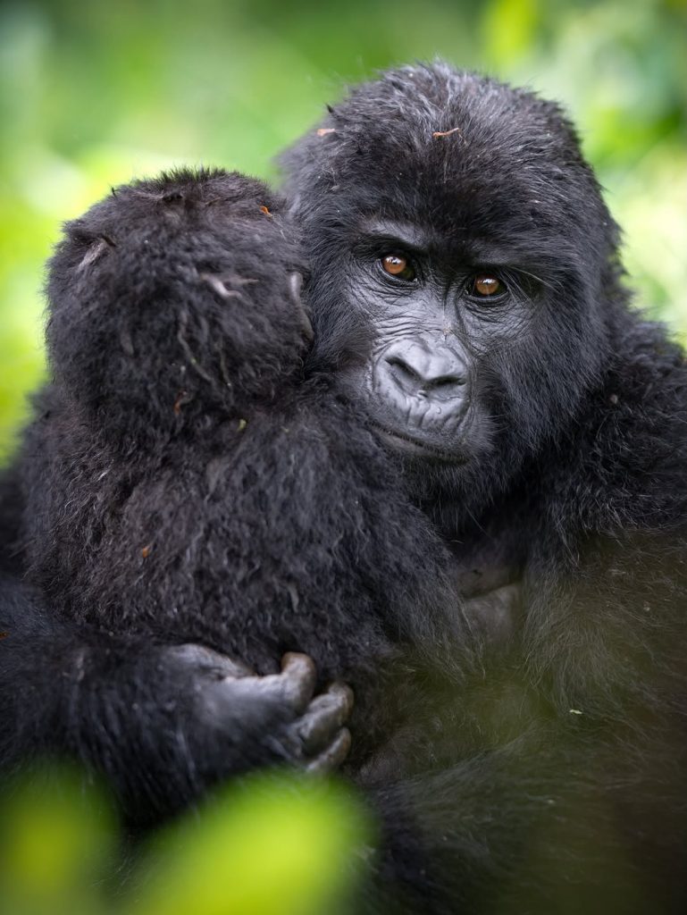 16 Days Uganda Gorilla Trekking and Kenya Wildlife Circuit