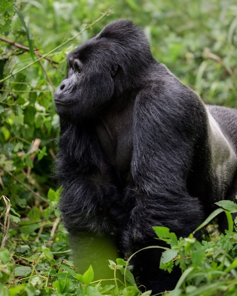16 Days Uganda Gorilla Trekking and Kenya Wildlife Circuit