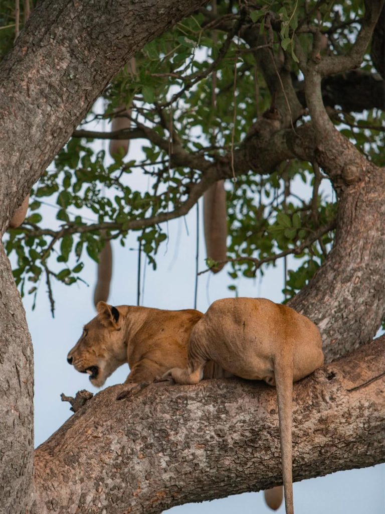 16 Days Uganda Gorilla Trekking and Kenya Wildlife Circuit
