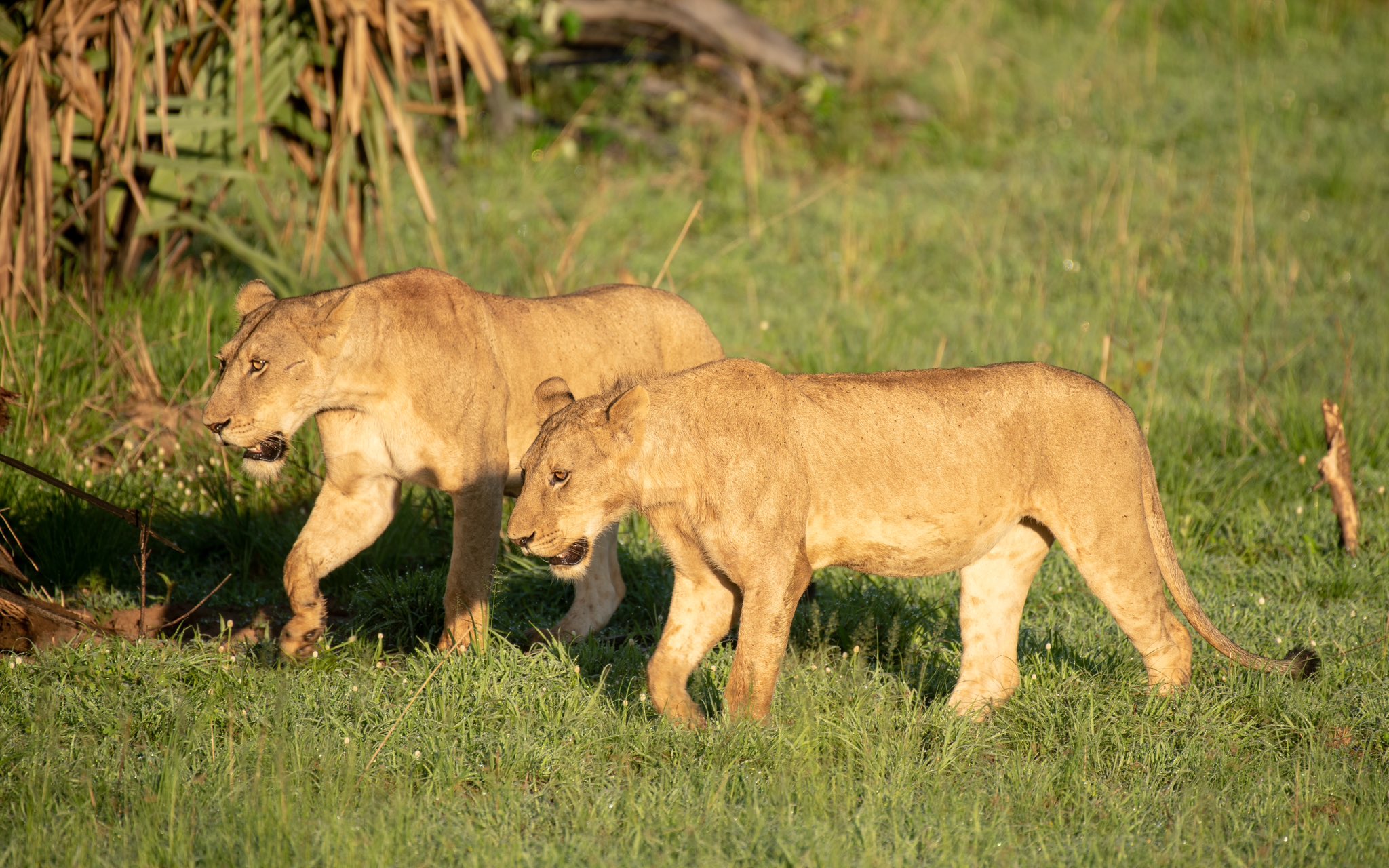 2-Week Ultimate East Africa Safari