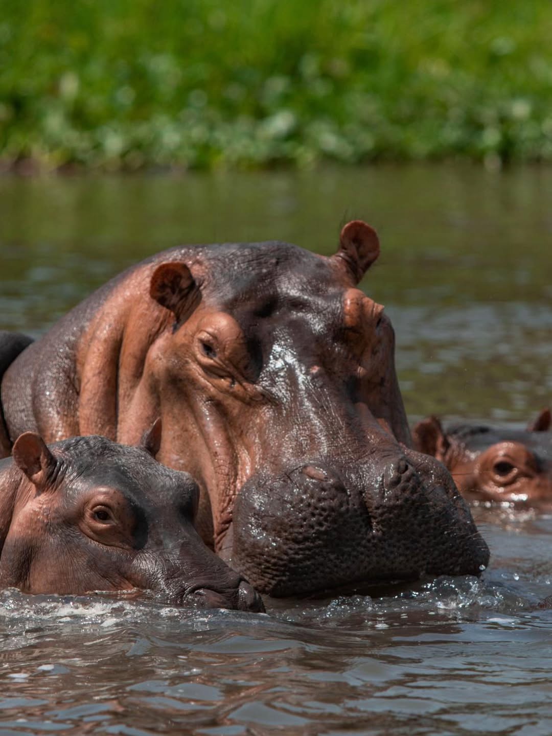 7-Day Uganda for First-Time Visitors 