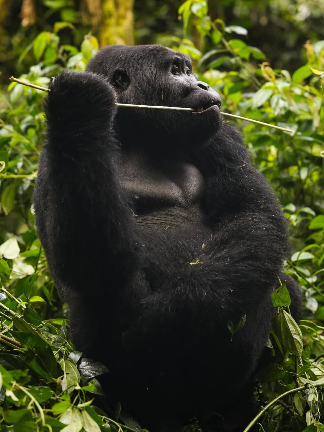 7-Day Uganda for First-Time Visitors 