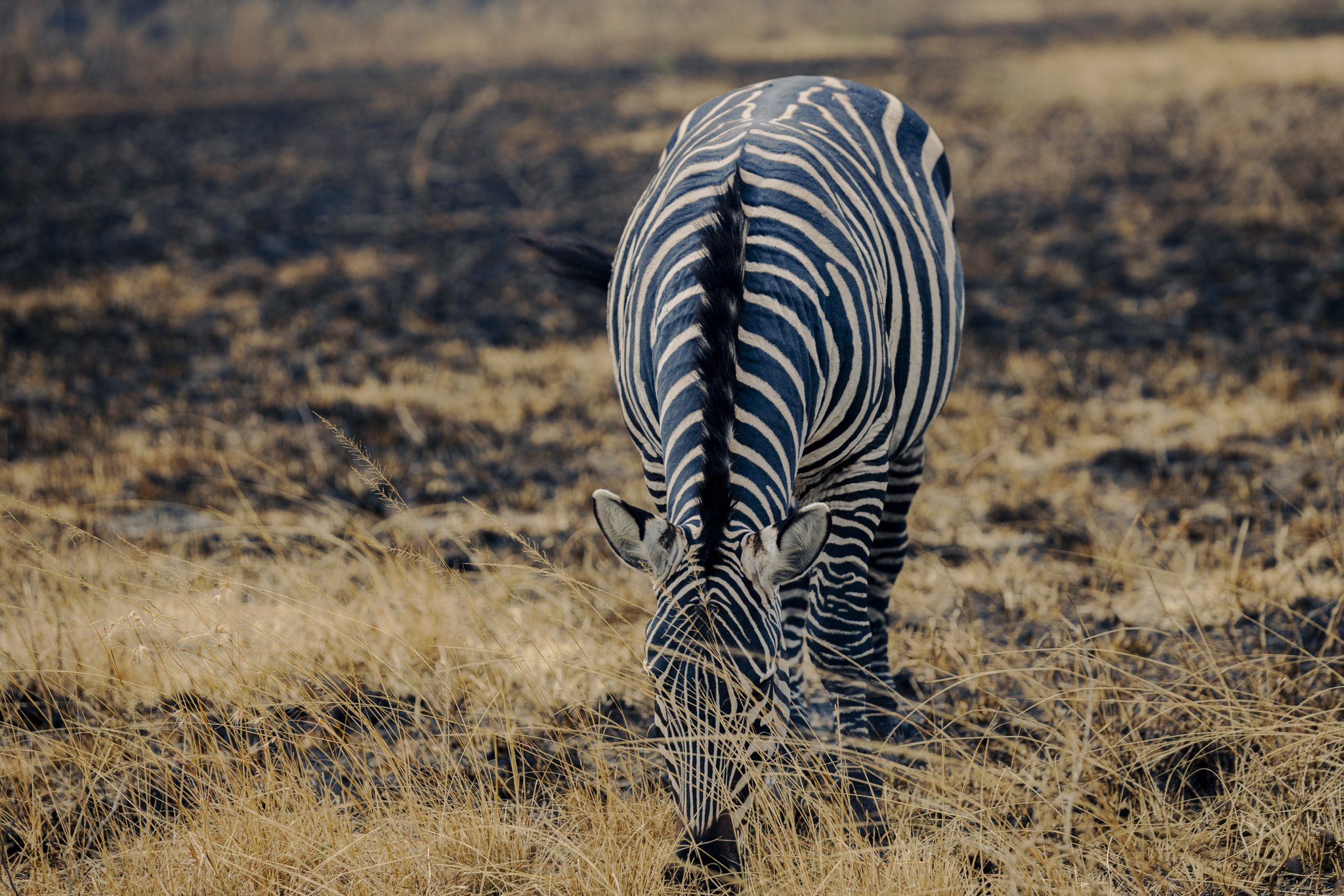 Akagera National Park Safari Guide