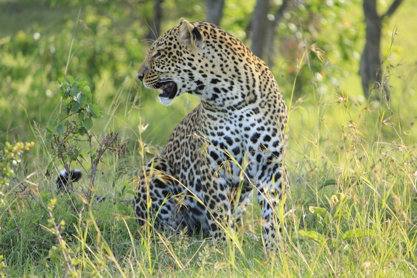 Akagera National Park Safari Guide