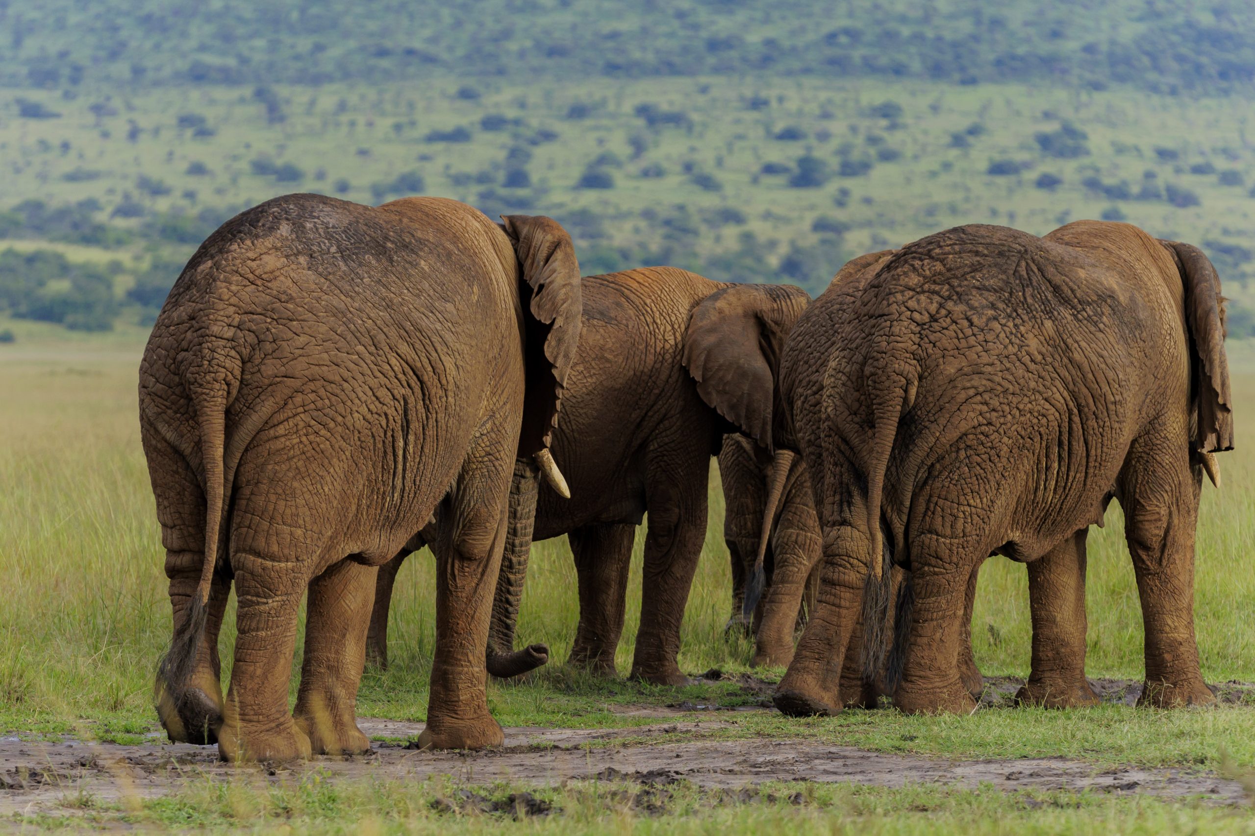 Best National Parks to Visit in Uganda and Rwanda2