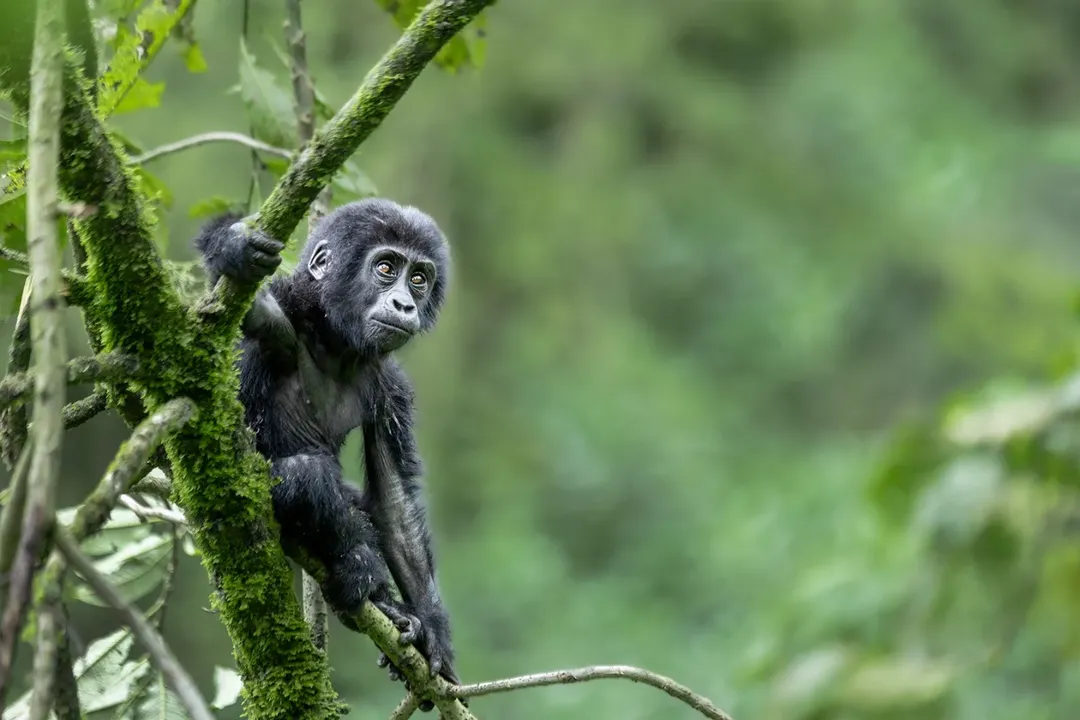Best National Parks to Visit in Uganda and Rwanda